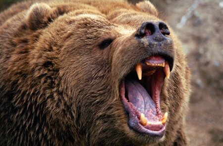 Angry Bear